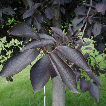 Canada Red Cherry - Chokecherry