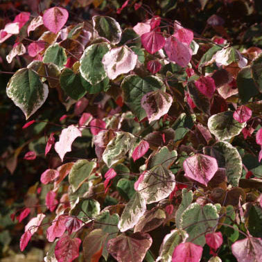 Carolina Sweetheart Redbud - Variegated