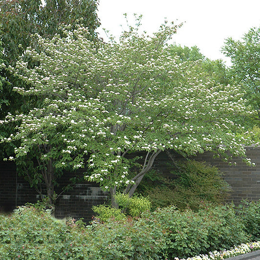 Celestial® Dogwood - Hybrid White Dogwood