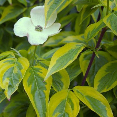 Celestial Shadow Dogwood