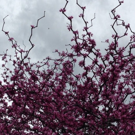 Zig Zag Redbud