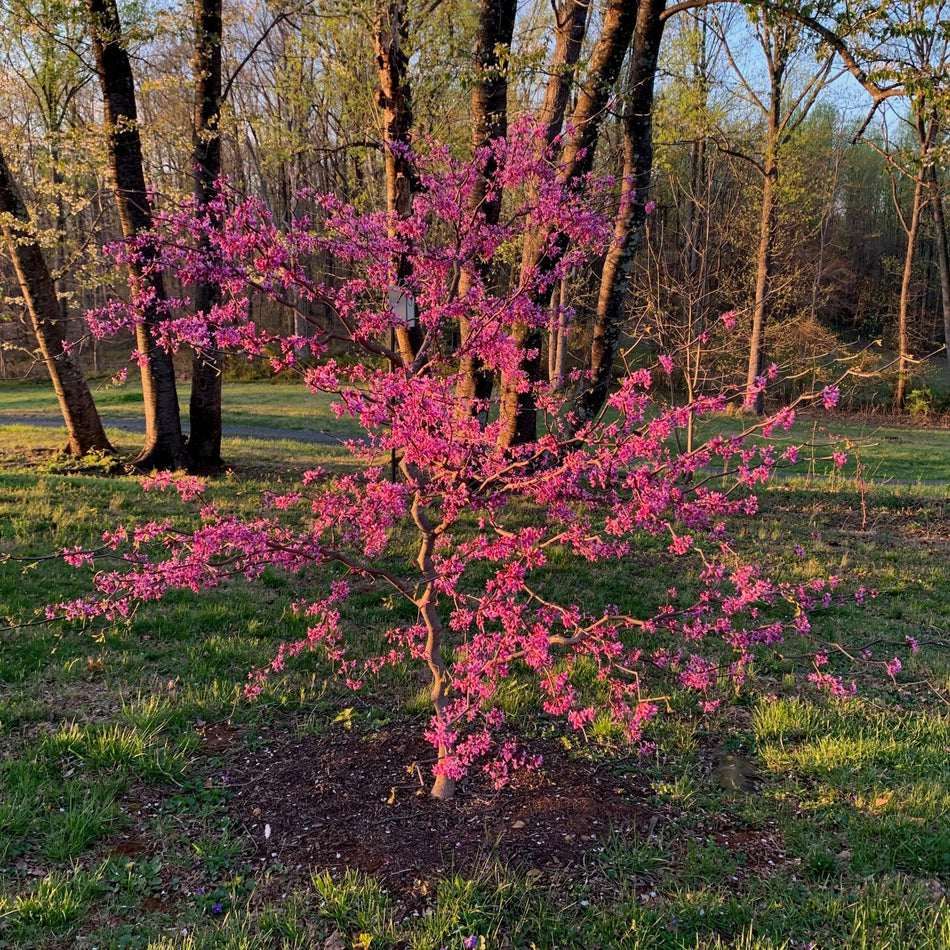 Zig Zag Redbud