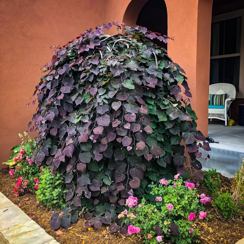 Ruby Falls Redbud - Cercis Candensis