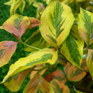 Cherokee Sunset Flowering Dogwood