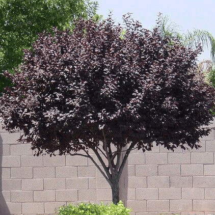 Cistena Purple Plum (Plum Leaf Sandcherry)