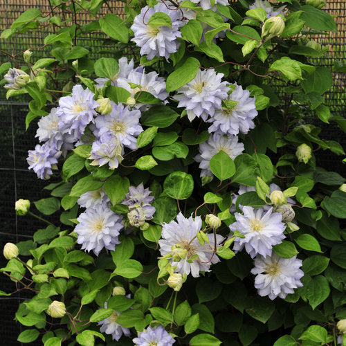 Clematis 'Diamond Ball'