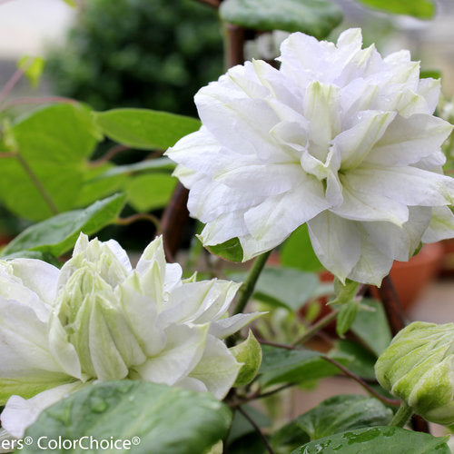 Clematis 'Diamond Ball'