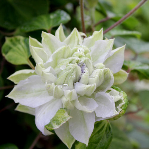 Clematis 'Diamond Ball'