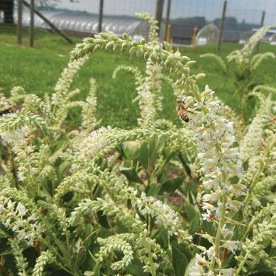Einstein Clethra - Summer Sparkler - Summersweet