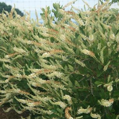 Einstein Clethra - Summer Sparkler - Summersweet