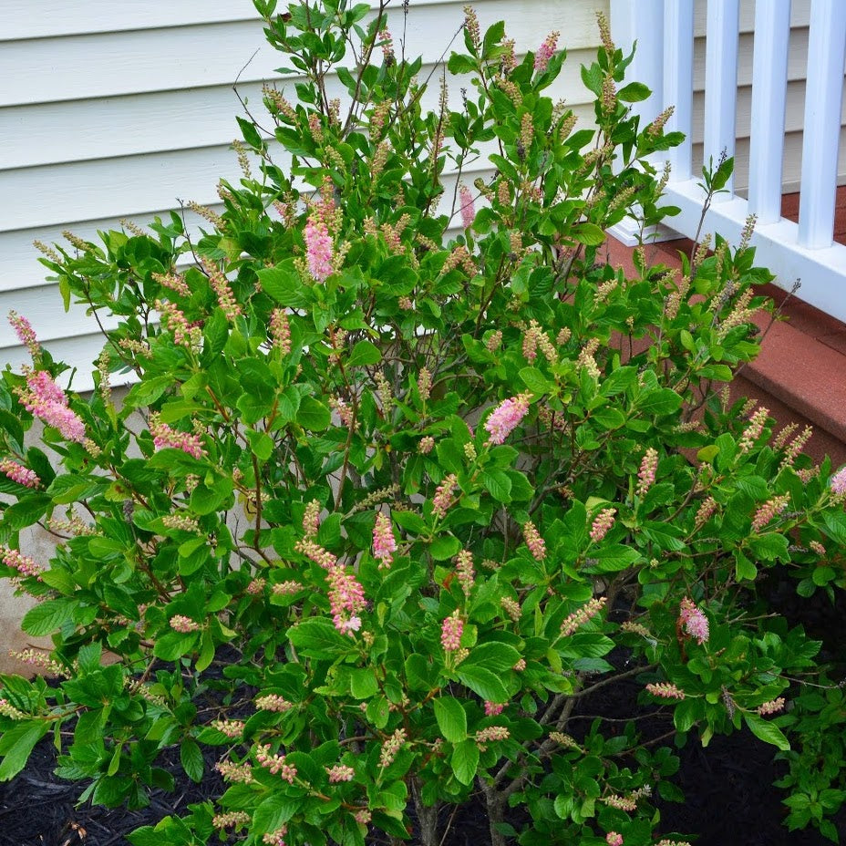 Ruby Spice Clethra - Summersweet