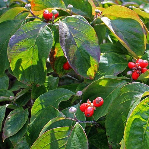 Cloud Nine® Flowering Dogwood
