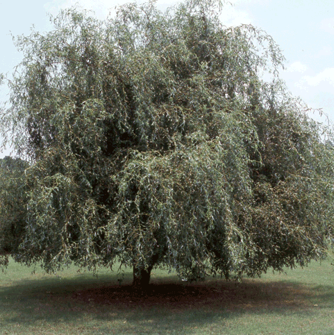 Corkscrew Weeping Willow Tree