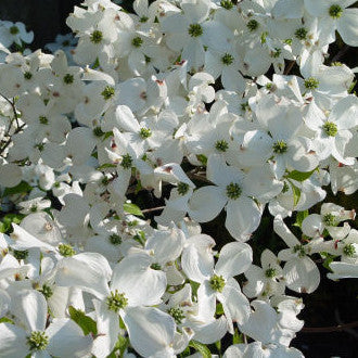 Cloud Nine® Flowering Dogwood