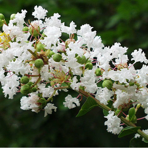 Acoma Crape Myrtle Bloom