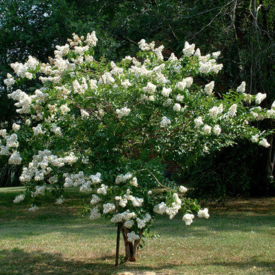 Acoma Crape Myrtle (Semi-Dwarf Tree) – New Blooms Nursery