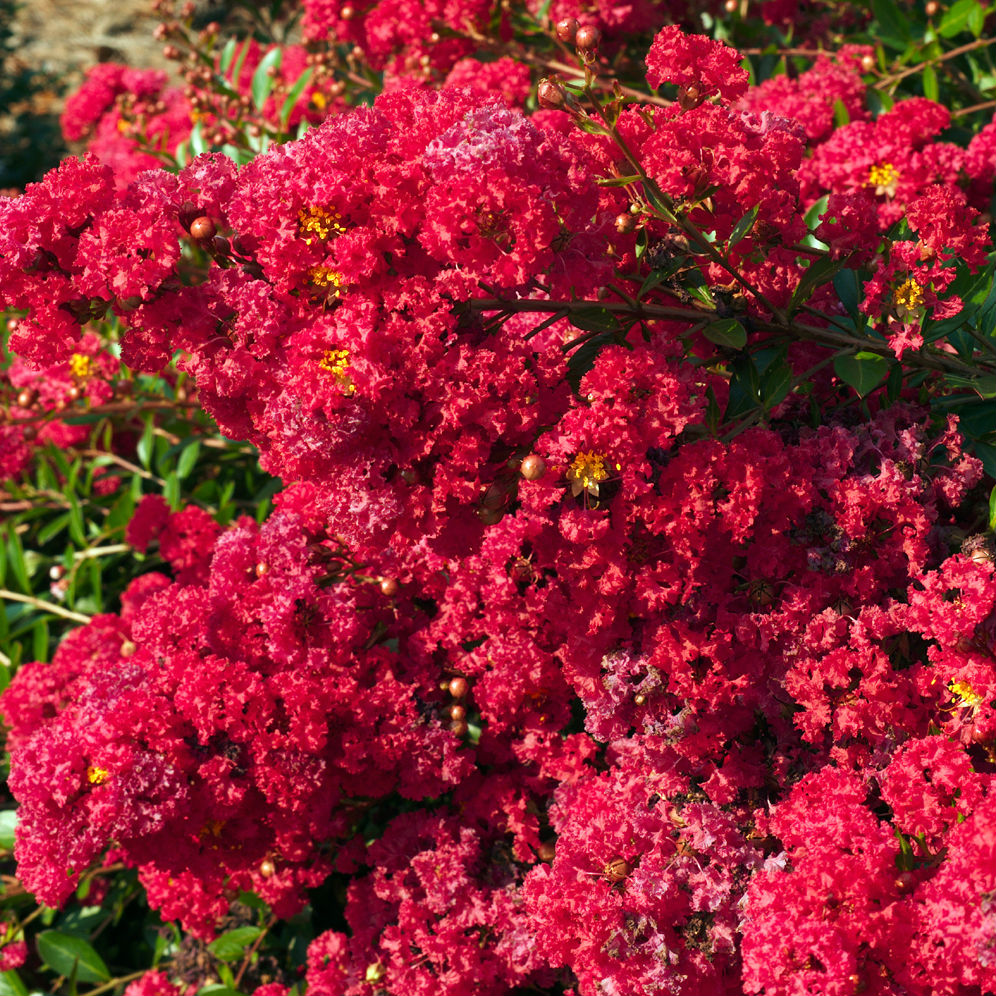 Cherry Dazzle® Dwarf Crape Myrtle