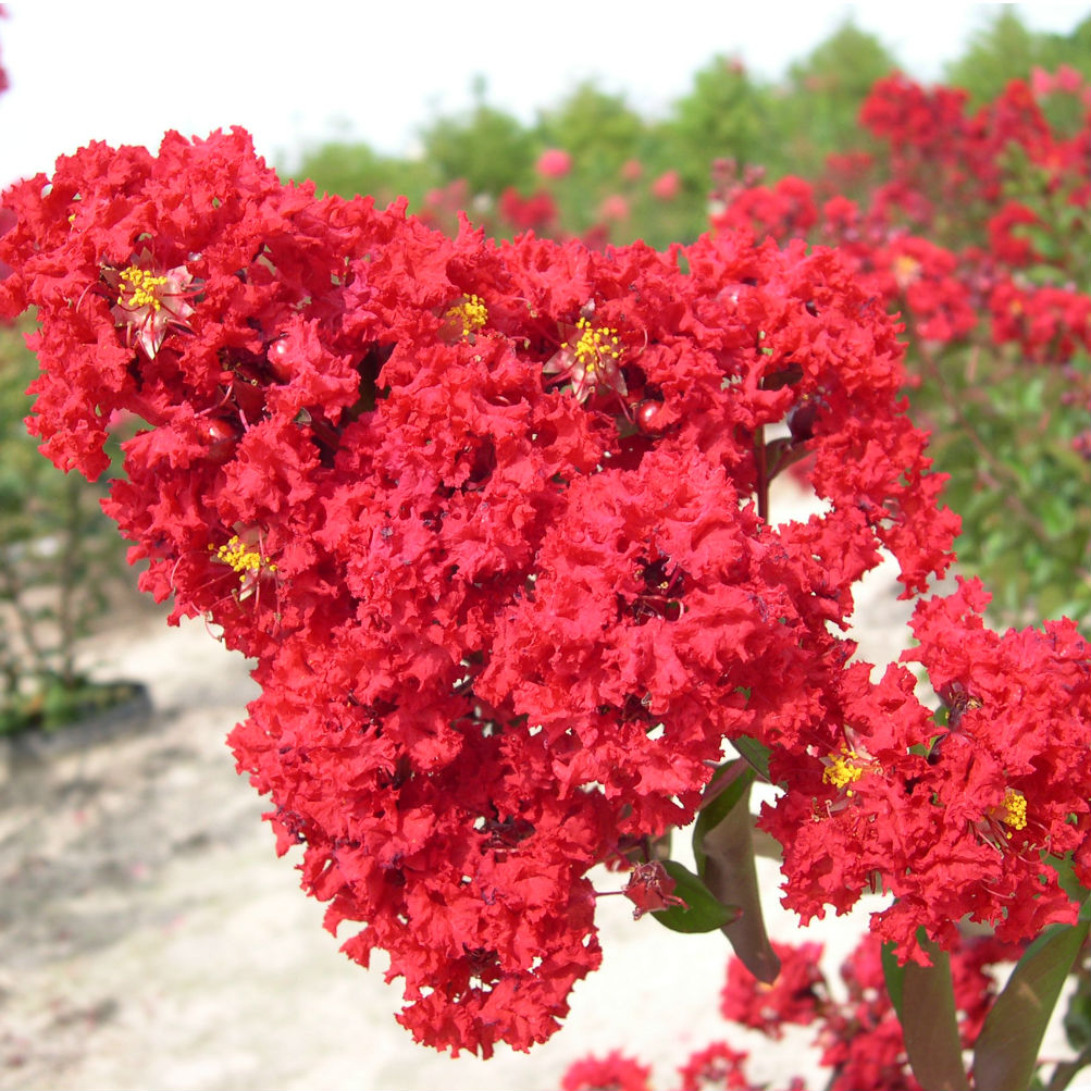 Red Rocket Crape Myrtle