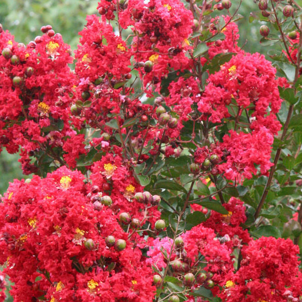 Red Rocket Crape Myrtle
