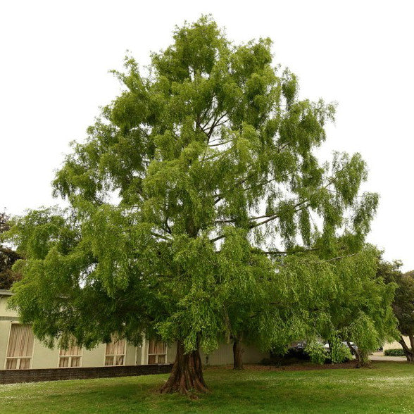 Dawn Redwood