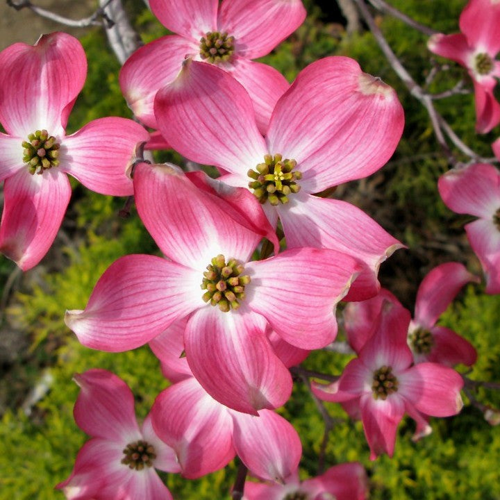 Cherokee Brave® Flowering Dogwood