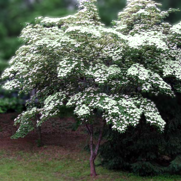 Greensleeves Kousa Dogwood