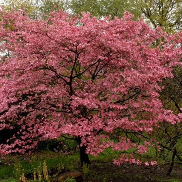 Red Flowering Dogwood