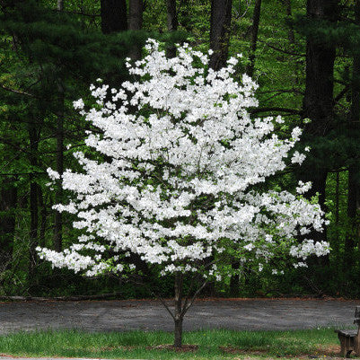 White Flowering Dogwood