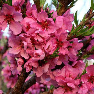 Dwarf Patio Peach (Bonanza Green)