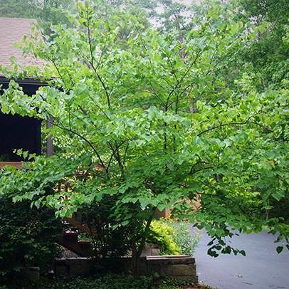 Appalachian Red Redbud