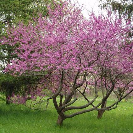 Eastern Redbud Tree