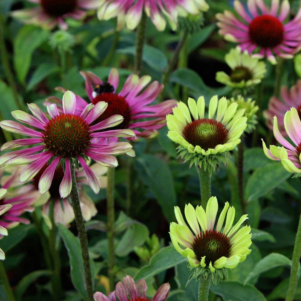 New Blooms Nursery Echinacea - Thumbnail 2