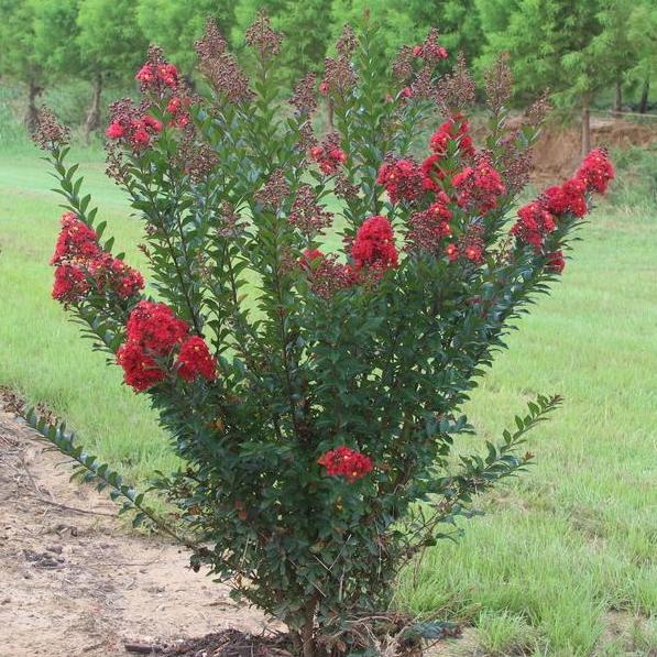 Crape Myrtle Enduring Summer Red Star®