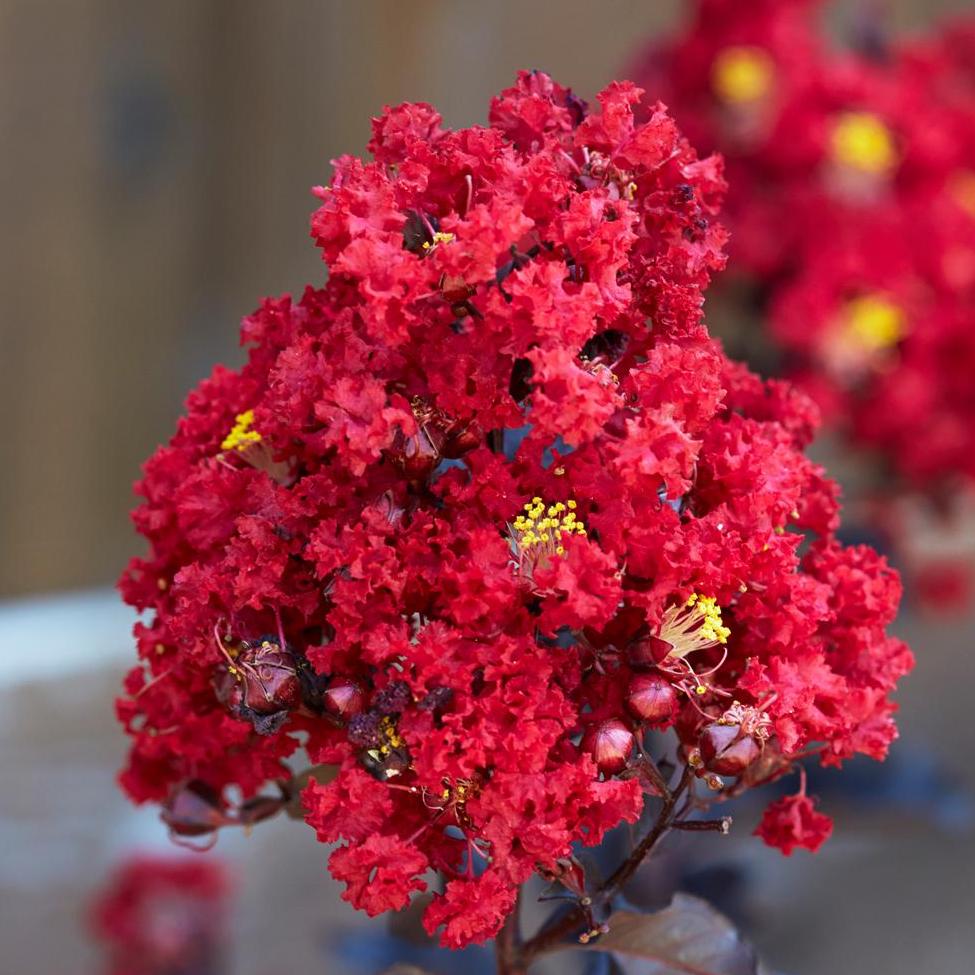 Crape Myrtle Enduring Summer Red Star®