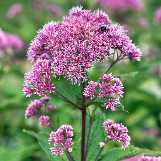 Eupatorium Dubium Baby Joe Joe Pye Weed New Blooms Nursery eupatorium-dubium-baby-joe-joe-pye-weed-new-blooms-nursery