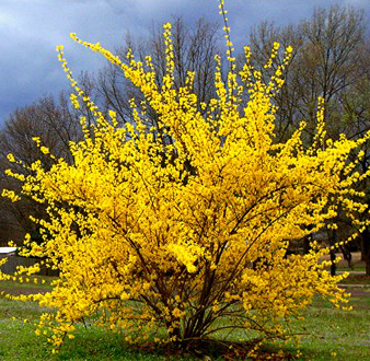 Forsythia