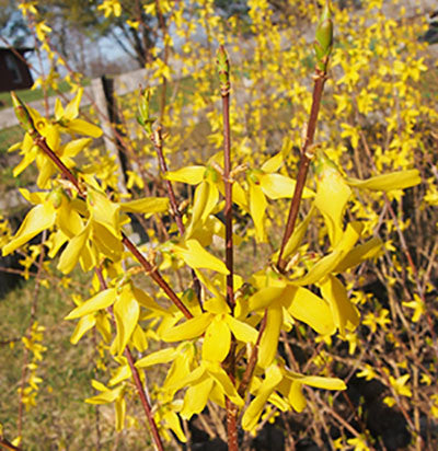 Forsythia