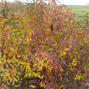 Forsythia