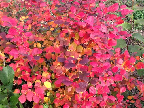 Fothergilla Legend Of The Small™ Bottlebrush