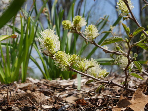 Fothergilla Legend Of The Small™ Bottlebrush