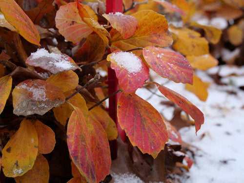 Fothergilla Legend Of The Small™ Bottlebrush