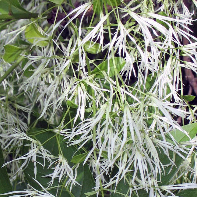 Fringe Tree - 'Dirr'