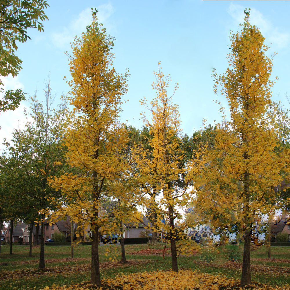 Grindstone Ginkgo Tree