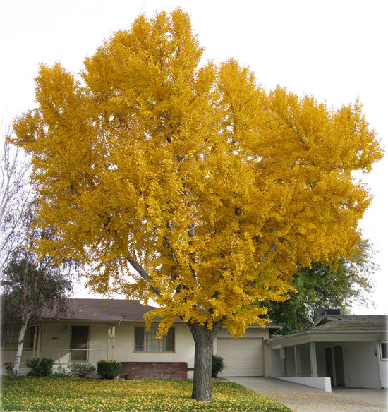 Golden Globe Ginkgo Tree