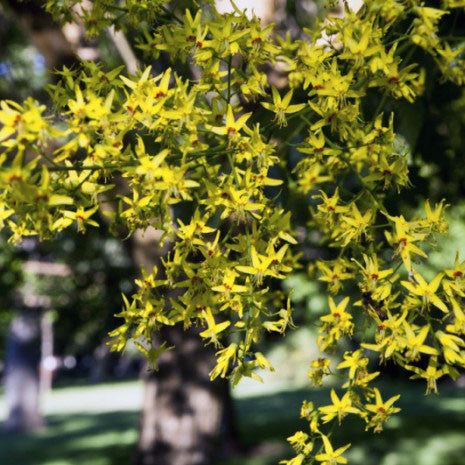 Golden Rain Tree