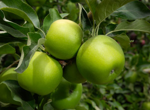 Granny Smith Apple Tree