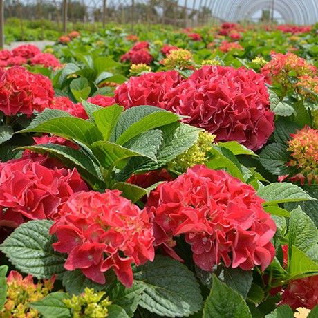 Hydrangea Grateful Red®