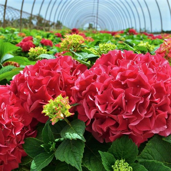 Hydrangea Grateful Red®