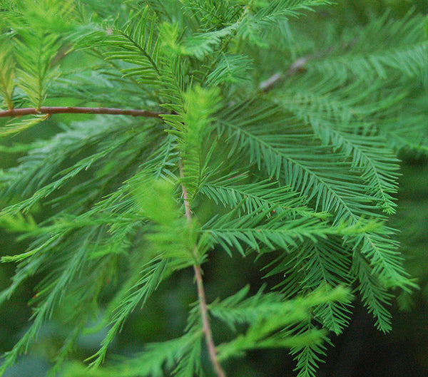 Green Whisper Bald Cypress Leaves. They are soft to touch and a very strong bright emerald green.