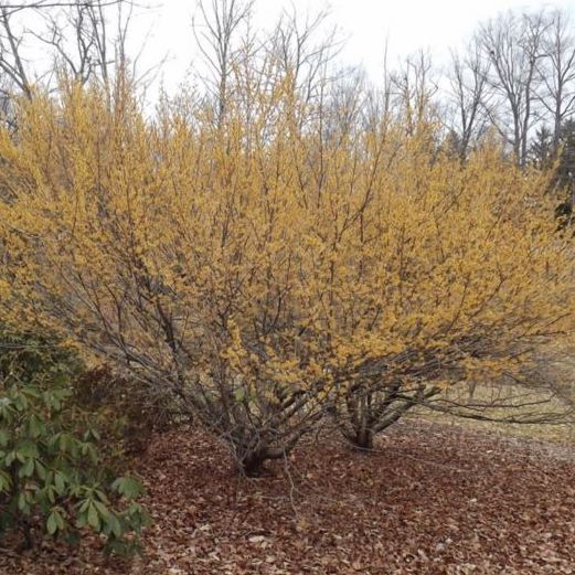 Vernalis Witch Hazel